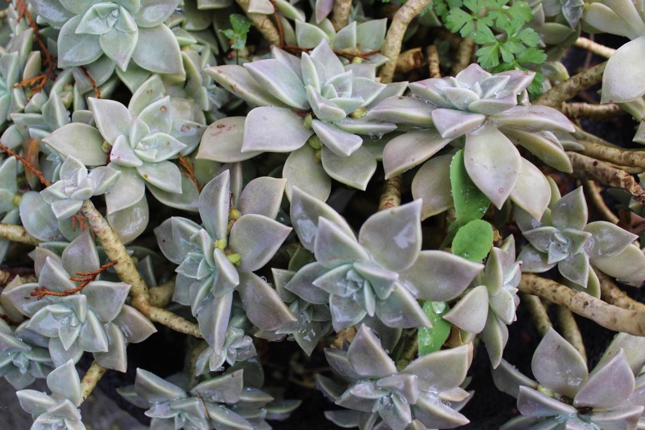 Quintinha Da Romana Camara de Lobos Bagian luar foto